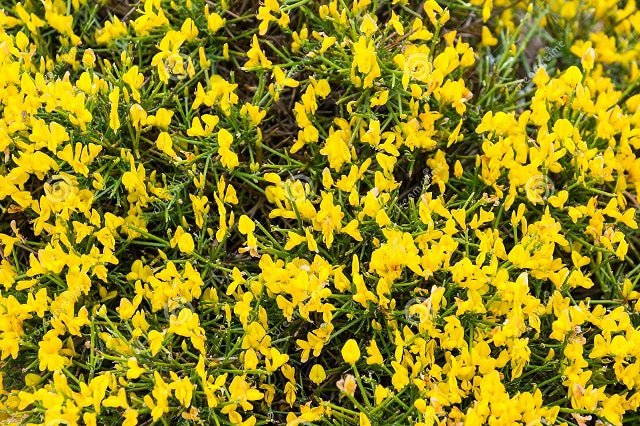 Genista Lydia - Genista lydia - El Nou Garden