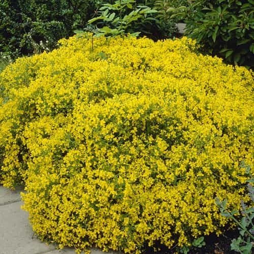 Genista Lydia - Genista lydia - El Nou Garden