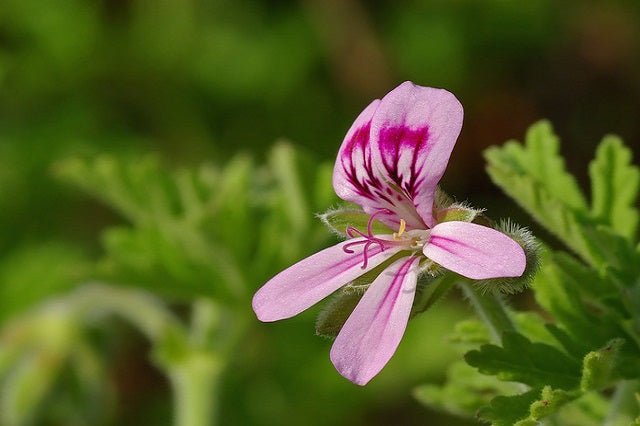 Geranio citrosa antimosquitos - Pelargonium graveolens - El Nou Garden