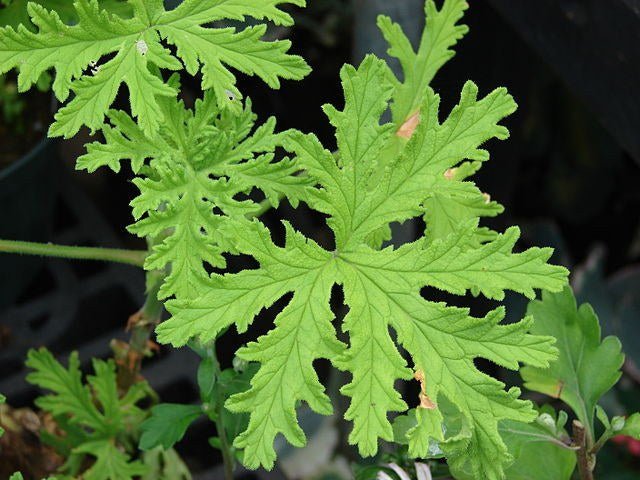 Geranio citrosa antimosquitos - Pelargonium graveolens - El Nou Garden