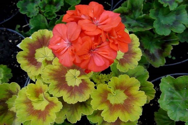Geranio Exotic - Pelargonium - El Nou Garden