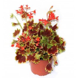 Geranio Exotic - Pelargonium - El Nou Garden