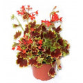 Geranio Exotic - Pelargonium - El Nou Garden