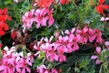 Geranio hiedra - Pelargonium peltatum - El Nou Garden