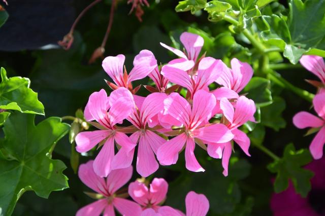 Geranio hiedra - Pelargonium peltatum - El Nou Garden