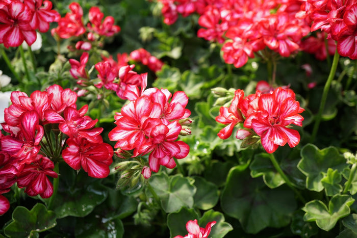 Geranio hiedra - Pelargonium peltatum - El Nou Garden