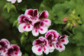Geranio pensamiento - Pelargonium grandiflorum - El Nou Garden