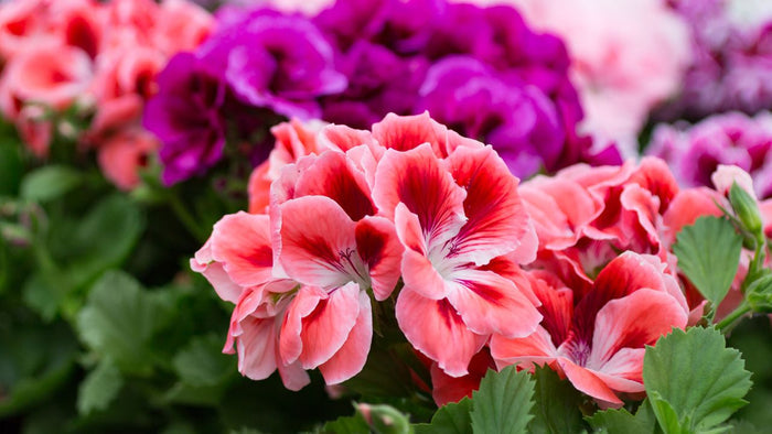 Geranio pensamiento - Pelargonium grandiflorum - El Nou Garden