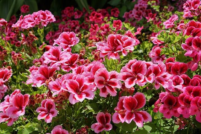 Geranio pensamiento - Pelargonium grandiflorum - El Nou Garden