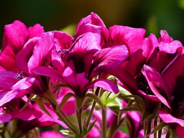 Geranio pensamiento - Pelargonium grandiflorum - El Nou Garden