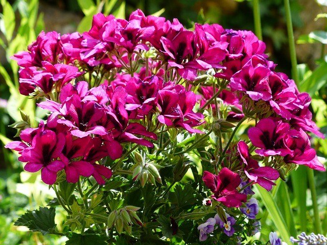 Geranio pensamiento - Pelargonium grandiflorum - El Nou Garden