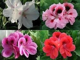 Geranio pensamiento - Pelargonium grandiflorum - El Nou Garden