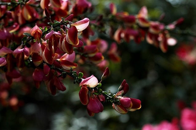 Ginesta - Cytisus praecox Zeelandia - El Nou Garden