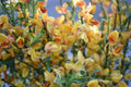 Ginesta Apricot Gem - Cytisus praecox - El Nou Garden