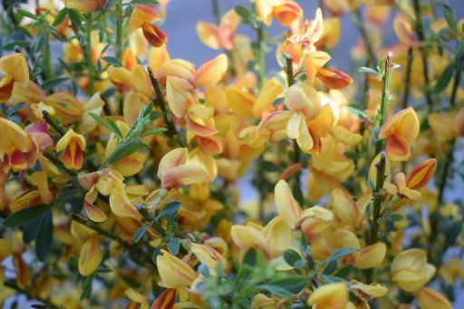 Ginesta Apricot Gem - Cytisus praecox - El Nou Garden