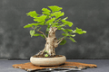 Ginkgo biloba - Bonsai - El Nou Garden