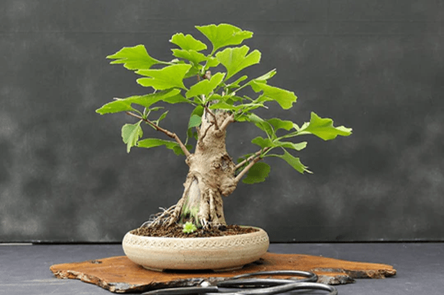 Ginkgo biloba - Bonsai - El Nou Garden