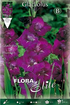 Gladiolo lila - Bulbos - El Nou Garden