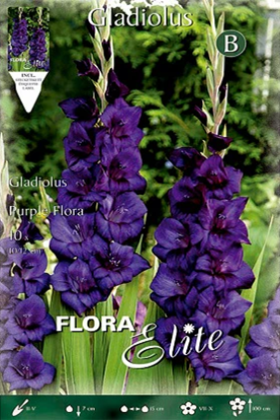 Gladiolo morado púrpura - Gladiolus - Bulbos - El Nou Garden