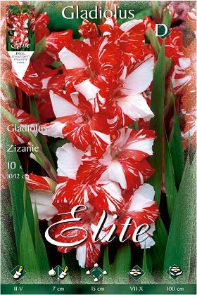 Gladiolo Zizanie blanco estrías rojas - Bulbos - El Nou Garden