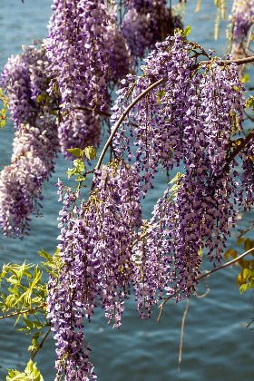 Glicinia china - Wisteria sinensis - Semillas - El Nou Garden
