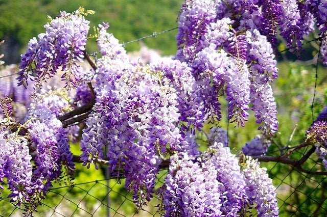 Glicinia china - Wisteria sinensis - El Nou Garden