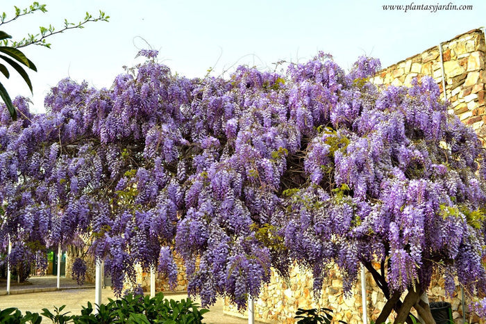 Glicinia china - Wisteria sinensis - El Nou Garden