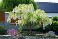 Glicinia china Alba - Wisteria sinensis - El Nou Garden