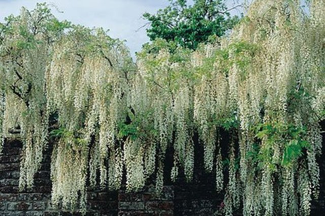 Glicinia japonesa Alba - Wisteria floribunda - El Nou Garden
