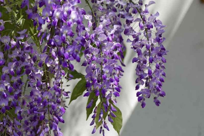 Glicinia japonesa Carina - Wisteria floribunda - El Nou Garden