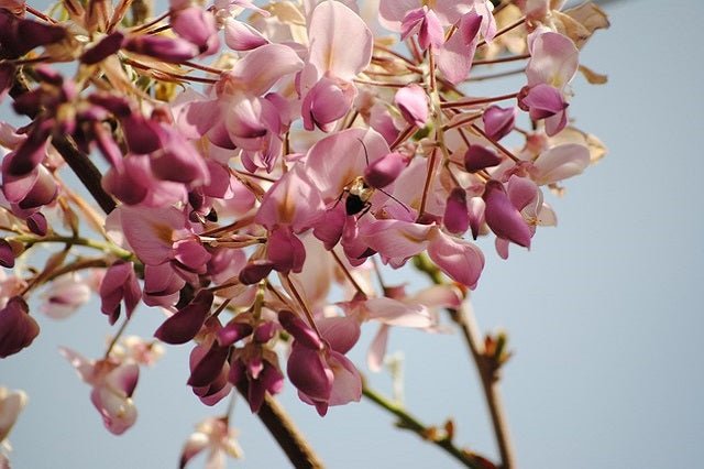 Glicinia japonesa Rosea - Wisteria floribunda - El Nou Garden