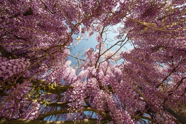 Glicinia japonesa Rosea - Wisteria floribunda - El Nou Garden