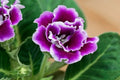 Gloxinia - Sinningia speciosa - El Nou Garden