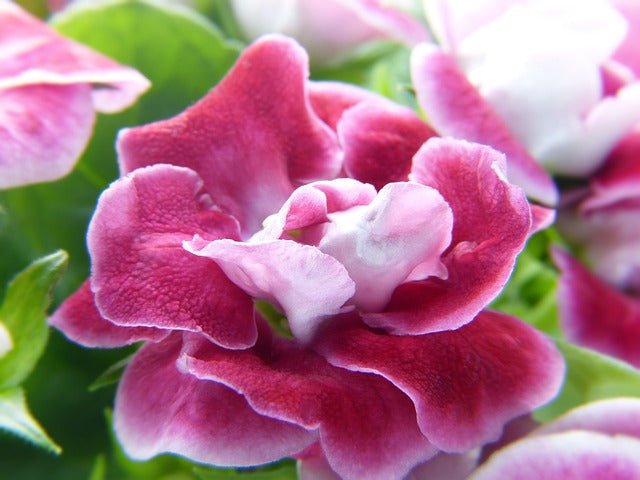 Gloxinia - Sinningia speciosa - El Nou Garden