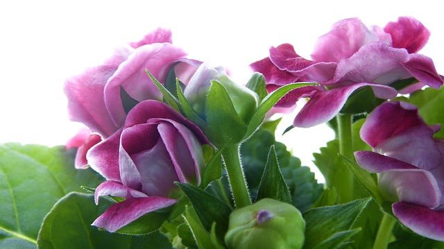 Gloxinia - Sinningia speciosa - El Nou Garden