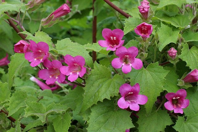 Gloxinia trepadora - Lophospermum erubescens - El Nou Garden