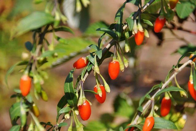 Goji - Lycium barbarum - Arto - El Nou Garden
