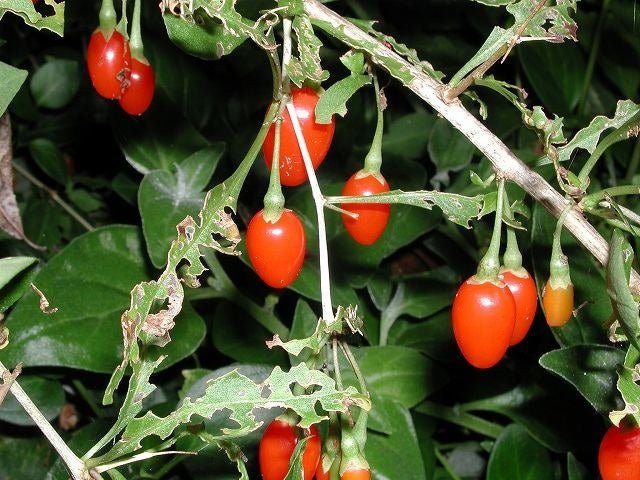Goji - Lycium barbarum - Arto - El Nou Garden
