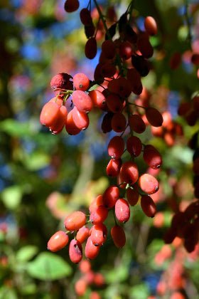 Goji - Lycium barbarum - Semillas naturales - El Nou Garden