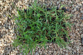 Grama americana - Stenotaphrum secundatum - Bandeja 60 esquejes - El Nou Garden
