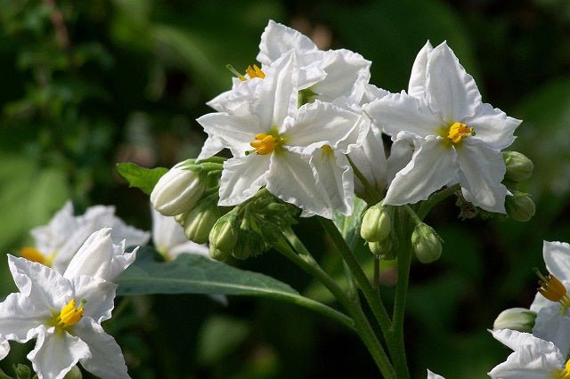 Granadilla - Solanum bonariense - El Nou Garden