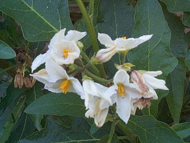 Granadilla - Solanum bonariense - El Nou Garden