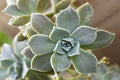 Graptopétalo del Paraguay - Graptopetalum paraguayense - El Nou Garden
