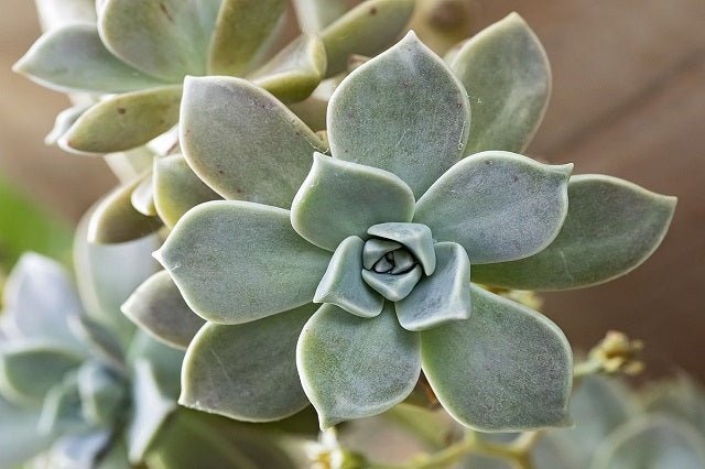 Graptopétalo del Paraguay - Graptopetalum paraguayense - El Nou Garden