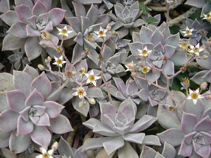 Graptopétalo del Paraguay - Graptopetalum paraguayense - El Nou Garden