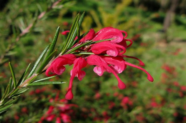 Grevillea Clearview David - El Nou Garden