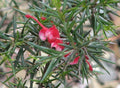 Grevillea Clearview David - El Nou Garden