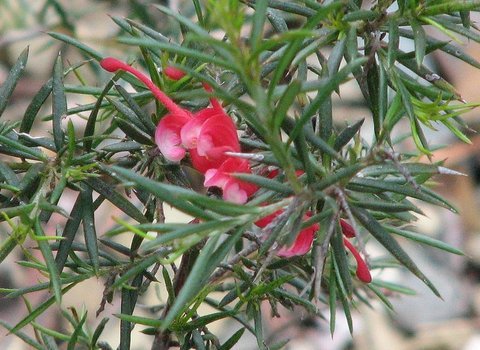 Grevillea Clearview David - El Nou Garden