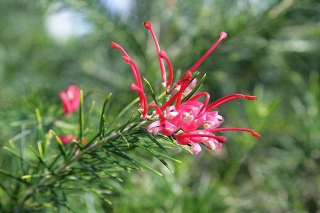 Grevillea juniperina - El Nou Garden