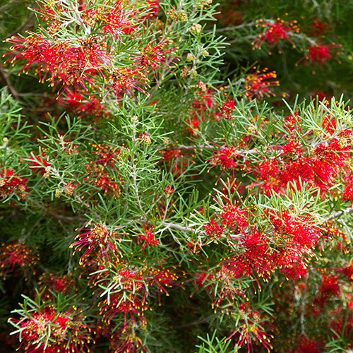 Grevillea juniperina - El Nou Garden